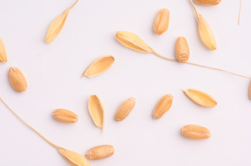 Seed of Wheat grain on white