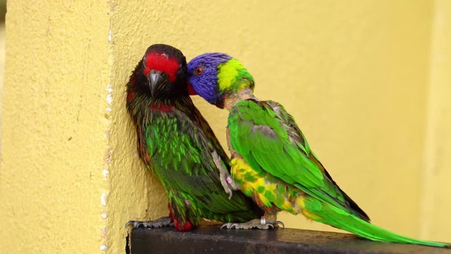 Mating games Rainbow Lorikeet. A faded parrot sticks to a female