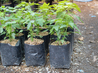 Tree garden plantations on the Plastic pots. Morning light