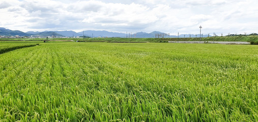 Landscape of rice field in Japan