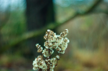 wild fluffy grass in autumn on a cloudy day, Russia
