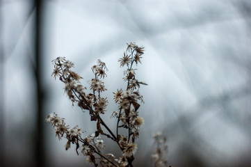 wild fluffy grass in autumn on a cloudy day, Russia