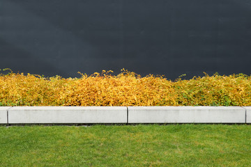 Grey, yellow, green, white, nature. Dark wall, yellow bushes, gazon. Geometric background.