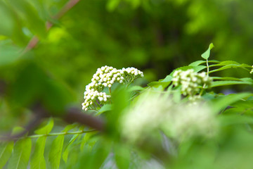 The flower in spring day. The garden, rowan and sunny