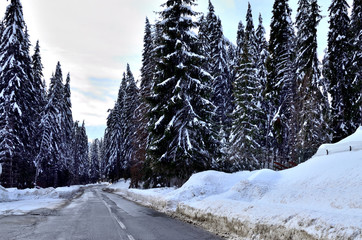 Mountain road with Pine Forest covered with Snow during Wintertime.