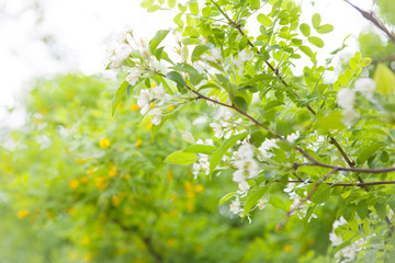 Blossoming trees in spring on a clear cloudless day