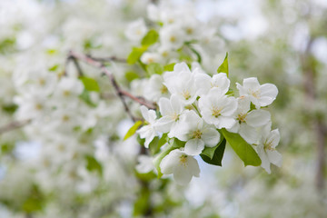 Blossoming tree in spring on a clear cloudless day