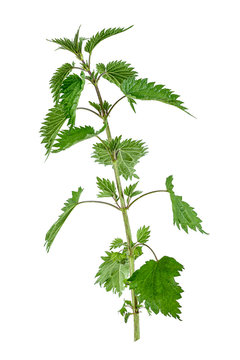 Stinking nettle Urtica dioica all plant , on white background.