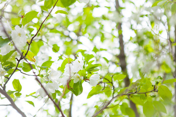 Blossoming tree in spring on a clear cloudless day. Sunny