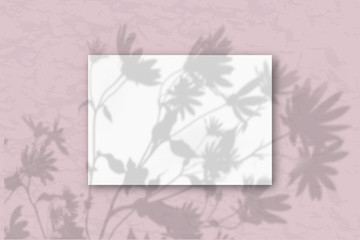 A horizontal A4 sheet of white textured paper on a pastel pink wall background. Mockup overlay with the plant shadows. Natural light casts shadows from flowers and leaves of daisies