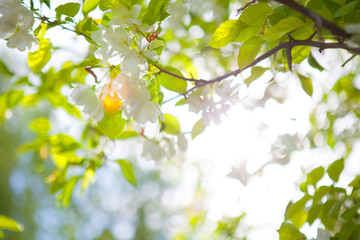 Obraz premium Blossoming tree in spring on a clear cloudless day. Sunny