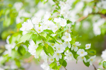 Blossoming tree in spring on a clear cloudless day. Sunny
