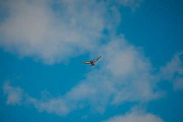 Dove in the sky, spread its wings, symbol of peace, blue sky, flying bird