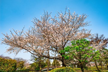 平和市民公園の桜