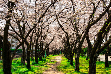 平和市民公園の桜