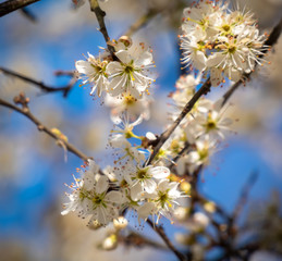 Weiße Kirsche Baum Blüte im Frühjahr