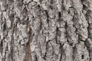 tree bark texture