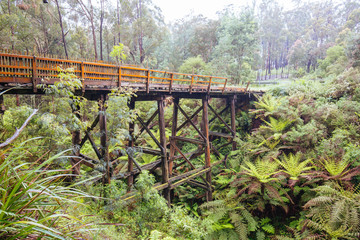 Fototapeta premium Noojee Trestle Rail Bridge in Victoria Australia