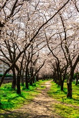 平和市民公園の桜
