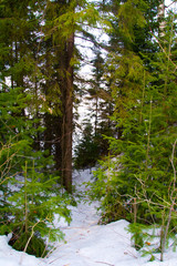 path in the winter coniferous forest, Russian forest in winter, walk through the forest, firs and pines