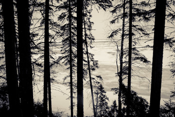 Black and white forest, forest edge, coniferous forest, gloomy forest, snow-white fields and frozen river in the background