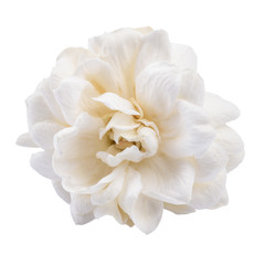 Jasmine isolated on white background. This has clipping path.