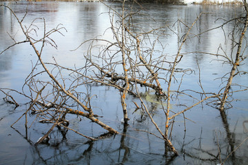 Tree branches frozen in ice on the lake.