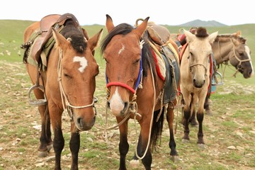 Obraz premium モンゴル 遊牧