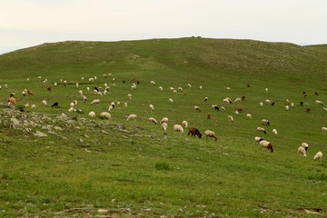 モンゴル　放牧