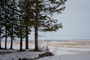Frozen nature, cedars on the Bank of a frozen river, white expanses, nature of Siberia