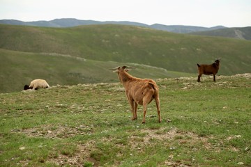 モンゴル　放牧