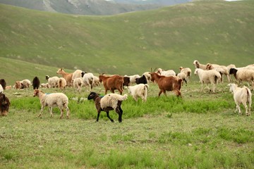 モンゴル　放牧