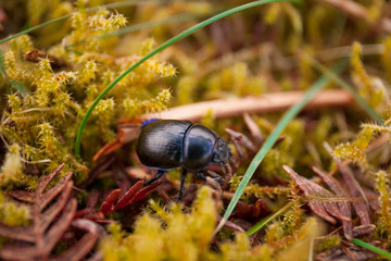 Beetle on the grass