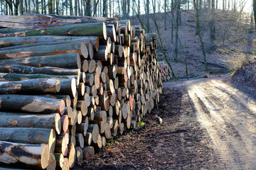 Holzstämme an einem Waldweg