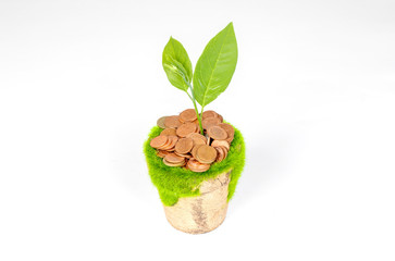 Seedlings on coins in old pots on a white background.