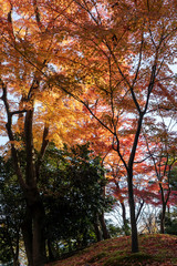 Naklejka premium 紅葉の兼六園 山﨑山のモミジ