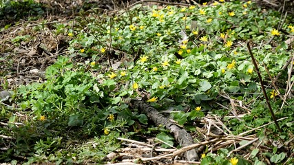 Pilewort flowers