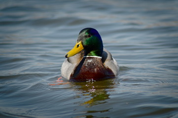 Obraz premium Chorzow Śląskie Poland. Male mallard duck.