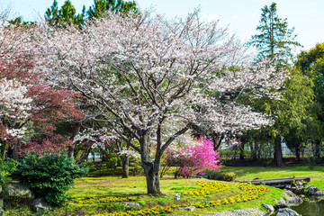 別府公園の桜