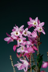 덴드로비움(Dendrobium) 속 난초인 석곡(石斛)의 꽃모습