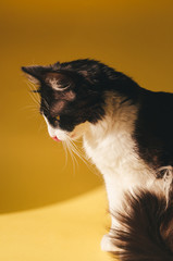 Cropped view of Siberian cat © Bohdan Melnyk