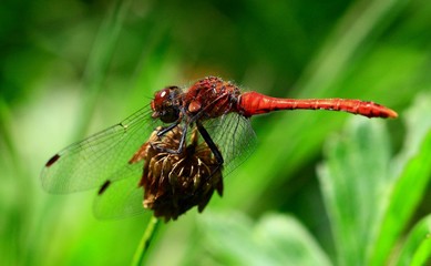 LIBELLULE SUR FLEURS ISERE CREMIEU