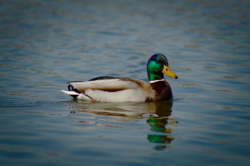 Fototapeta premium Chorzow Śląskie Poland. Male mallard duck.