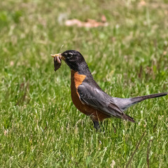 American Robin with Worm in Mouth