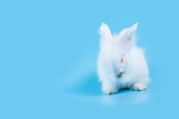 A white rabbit on a light blue background