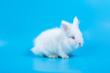 Happy Easter Day. White rabbit on blue background. A white rabbit on a light blue background