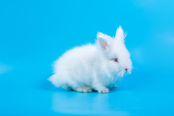 Happy Easter Day. White rabbit on blue background. A white rabbit on a light blue background