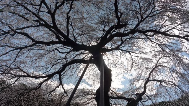 下から見上げる満開の枝垂れ桜