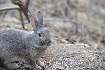 Naklejka na ściany i meble European rabbit, on the island of Ohkunoshima in Hiroshima Prefecture. Japan