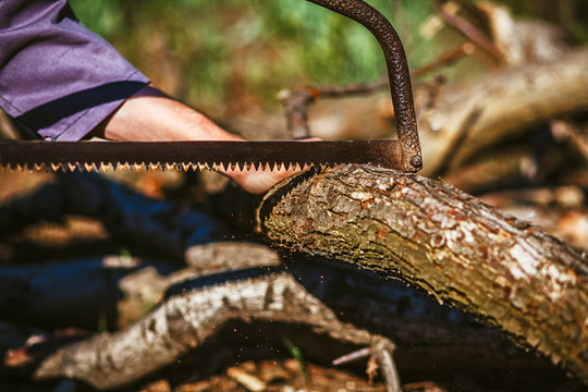 Man sawing wood for campfire in the forest. Close-up saw and lumberjack hand cutting trees outdoors. Man cutting log of wood timber to making campfire on nature.